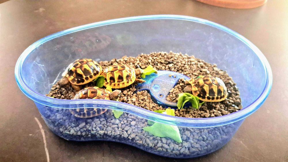 Terarium (1) Dla żółwia lądowego -  Grecki