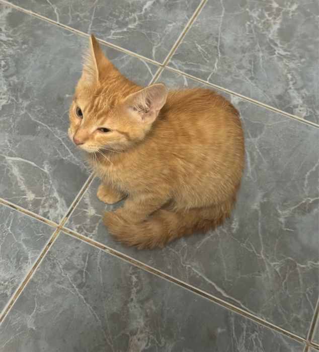 Відам в добрі руки