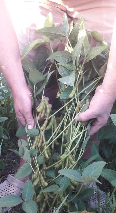 Продам сою канзаз перша репродукція