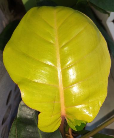 Philodendron, monstera