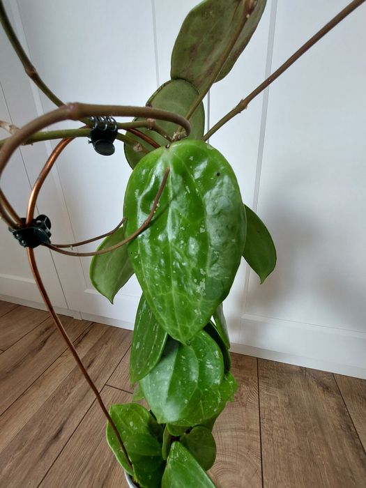 Hoya macrophylla snow queen sadzonka cięta