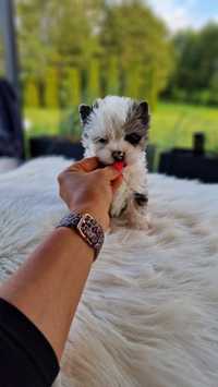 **PIERWSZA W PL** Diamond blueberry Yorkshire Terrier