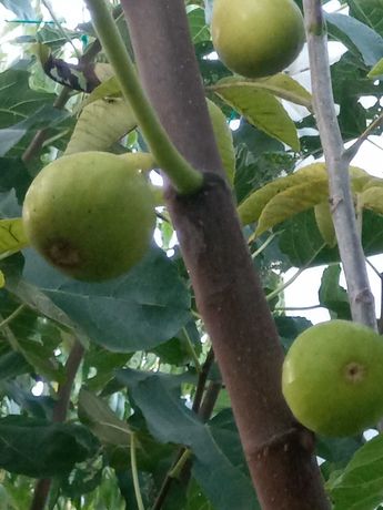 Árvores de Fruto