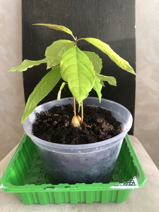 Продаю двойное авокадо в горшке