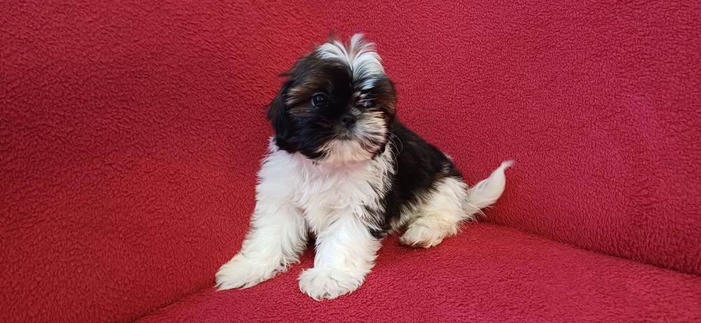 Sunia Shih-tzu gotowa do odbioru
