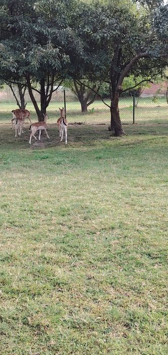 Sprzedam parę danieli