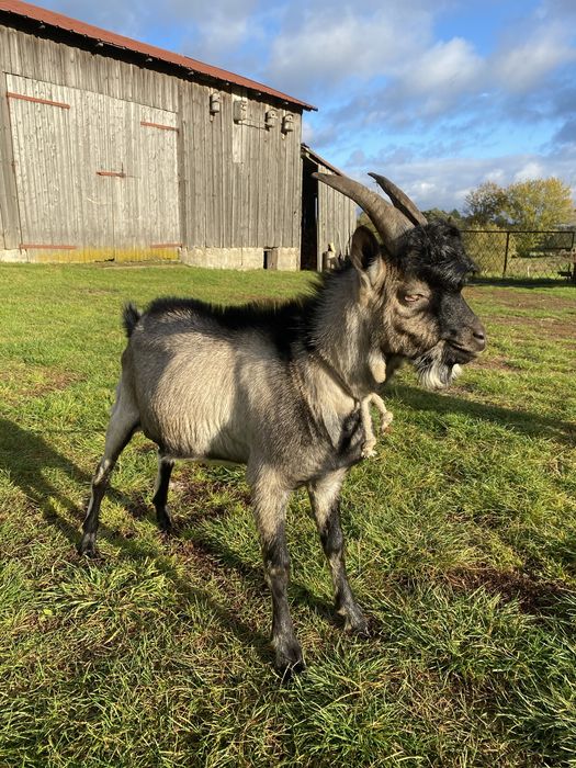 Koziołek /Koza sprzedam