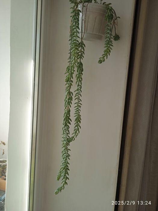 Седум моргана...