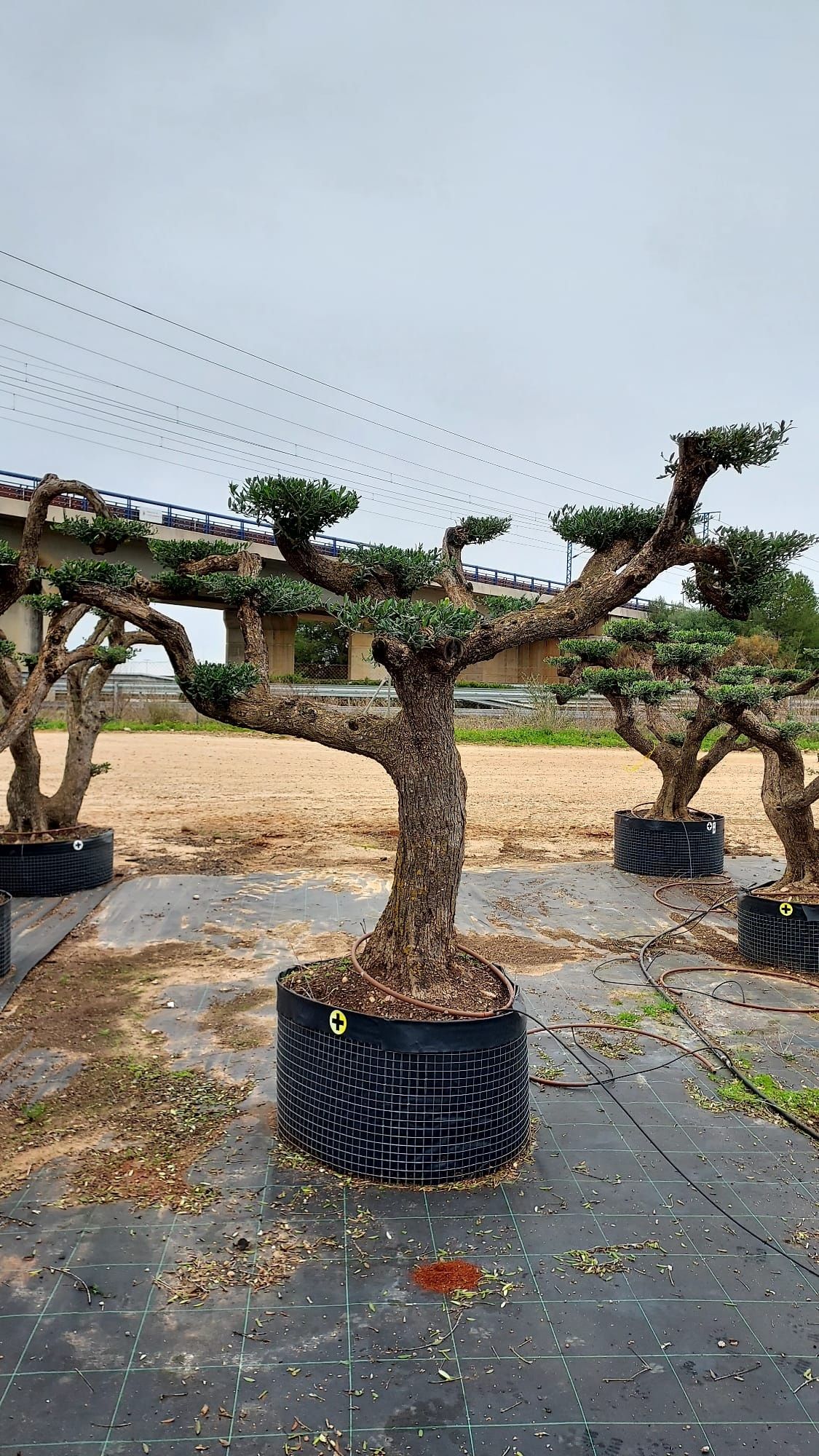 Oliveiras / bonsai