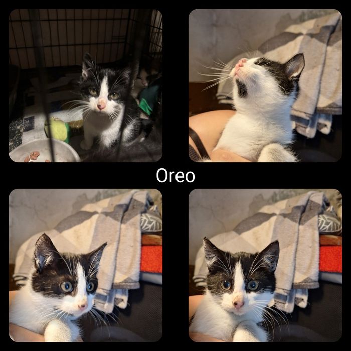 Kociaki do adopcji - zaszczepione