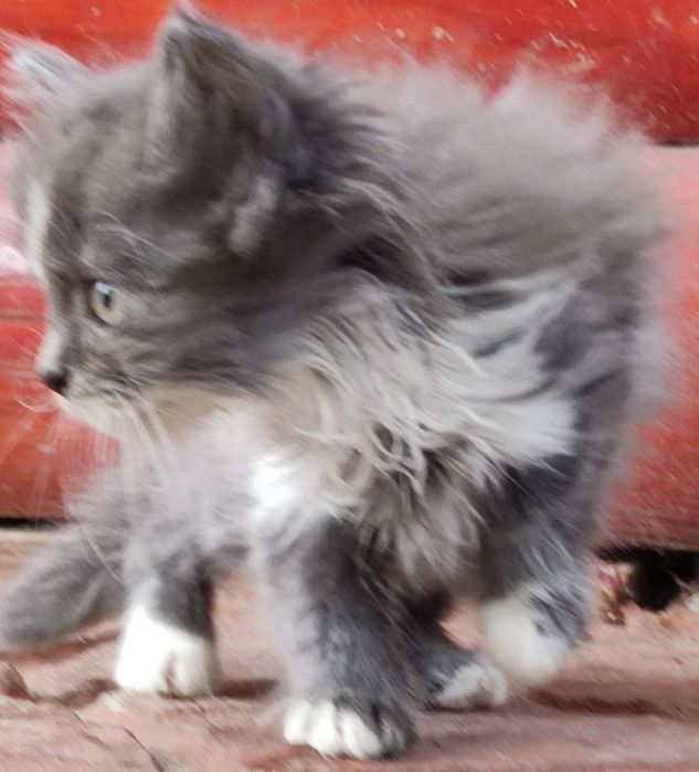 Гарна дівчина. Віддам у добрі  руки..терміново