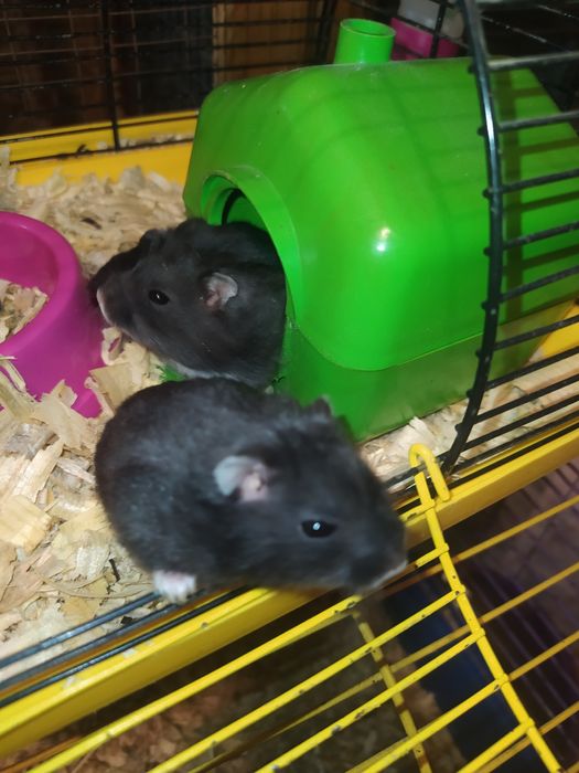 Джунгарские хомячки