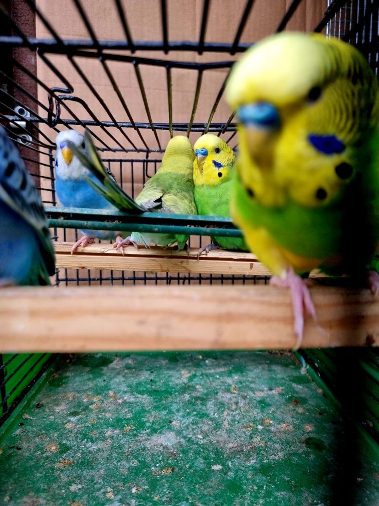 Papugi Faliste Duży wybór