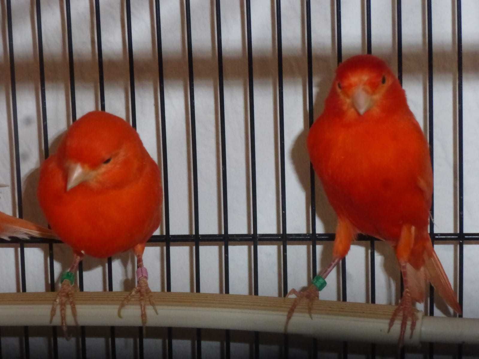 Цветные канарейки - певчие кенары красные