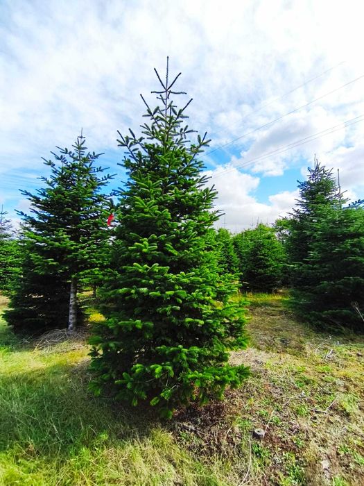 Jodła kaukaska cięta PRIMA PREMIUM 350-550cm