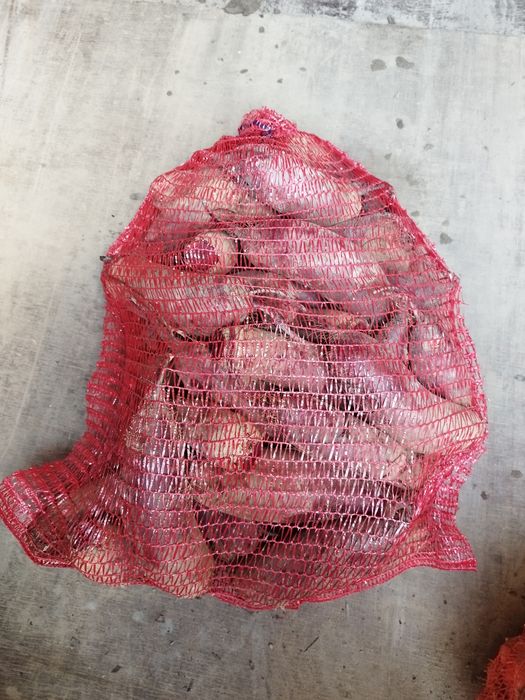 Burak ćwikłowy podłużny