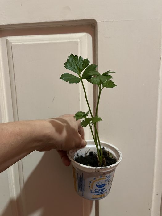 Растение Сельдерей (свежая зелень)