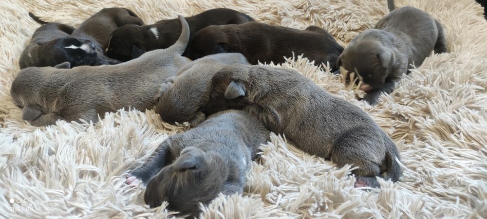 American bully xl szczenię z metryką