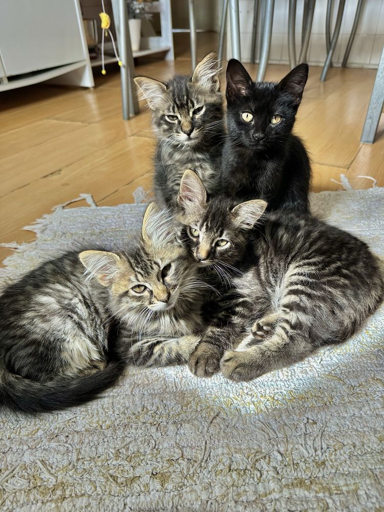 Gatinhos (2 meses)