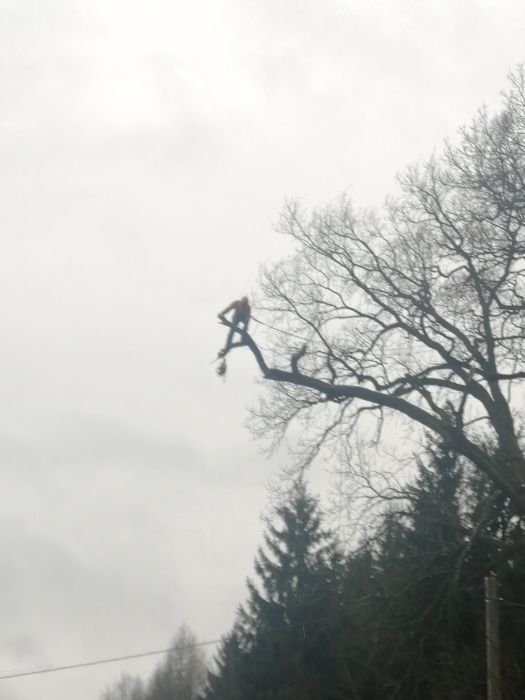 Wycinka i przycinka drzew metodą Alpinistyczną