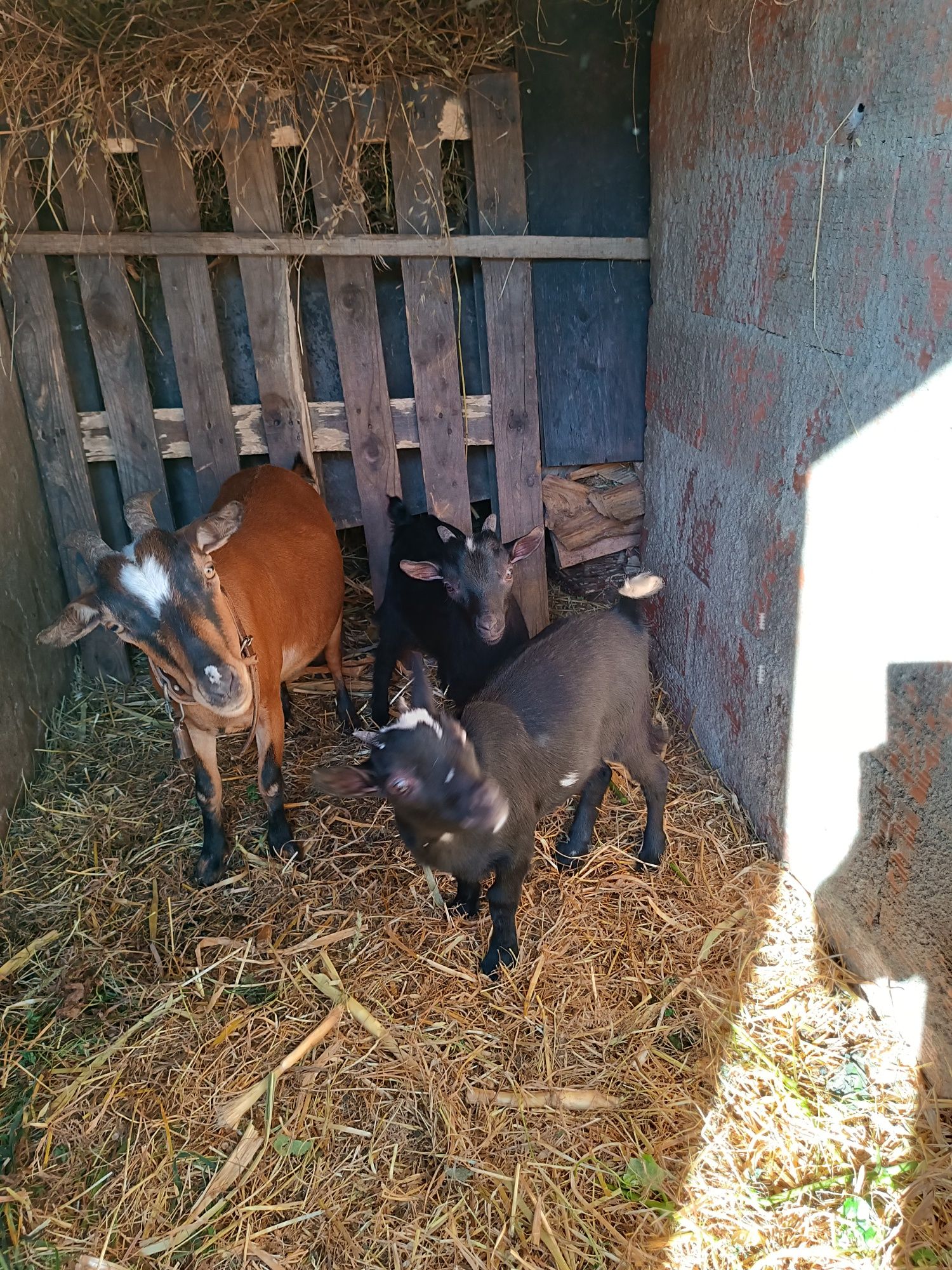 Casal cabras anãs
