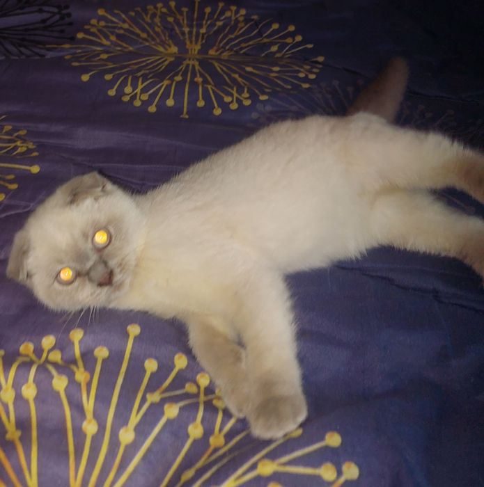 Красивая Шотландская вислоухая Девочка.