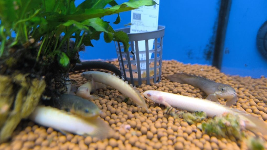 Polypterus Senegalus Albino