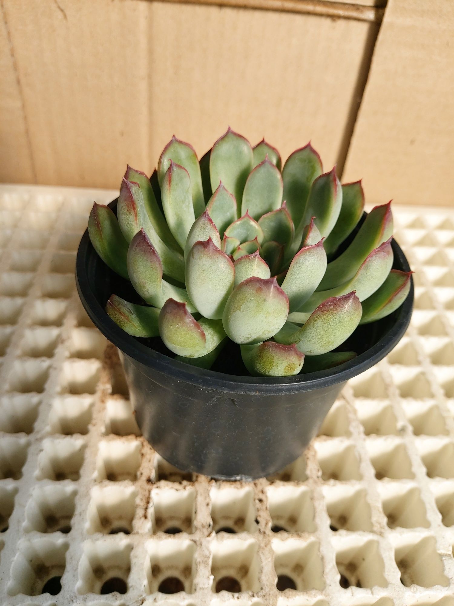 Suculentas (vaso 10,50cm)