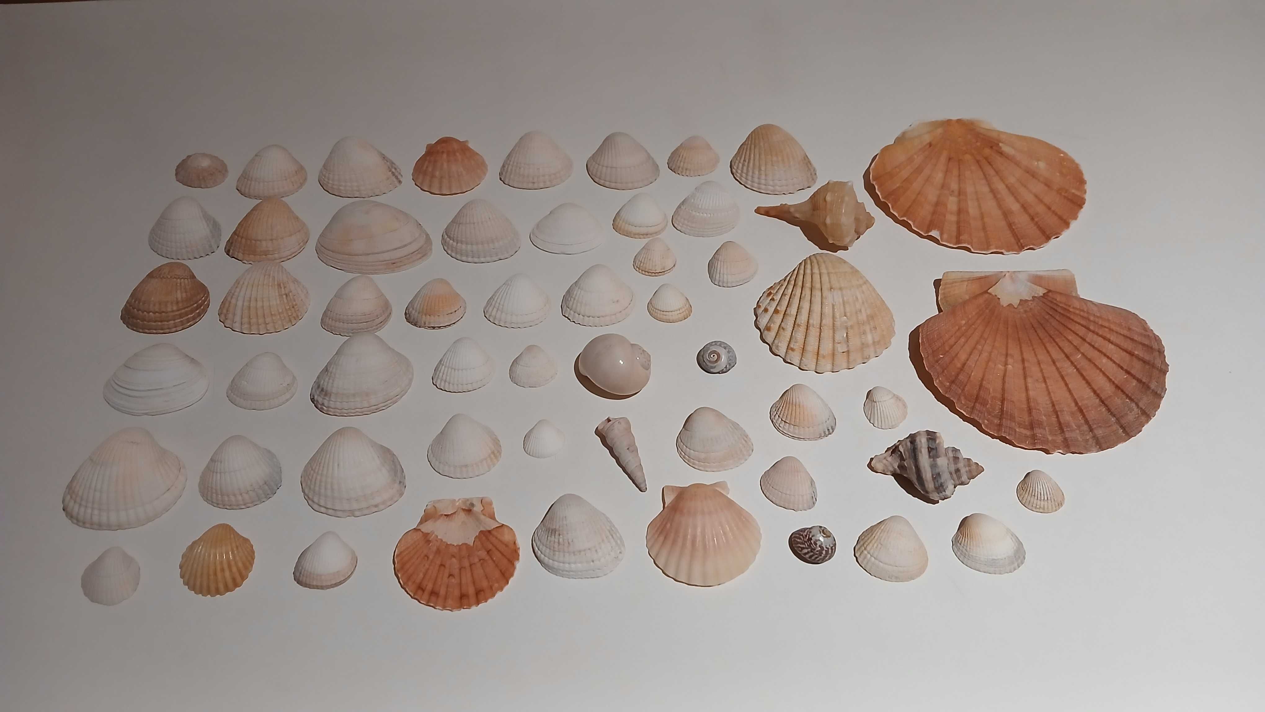 Conjunto de conchas para decoração