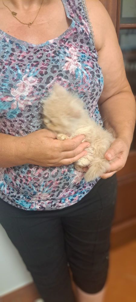 Gatinho persa lindo amarlinho