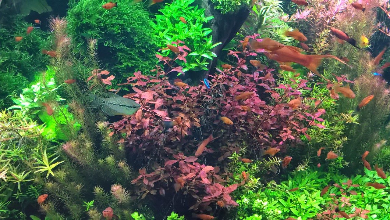 Ludwigia mini, super red