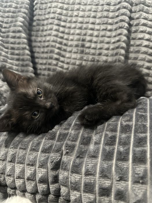 БЕЗКОШТОВНО Вінниця віддам котят в хороші руки