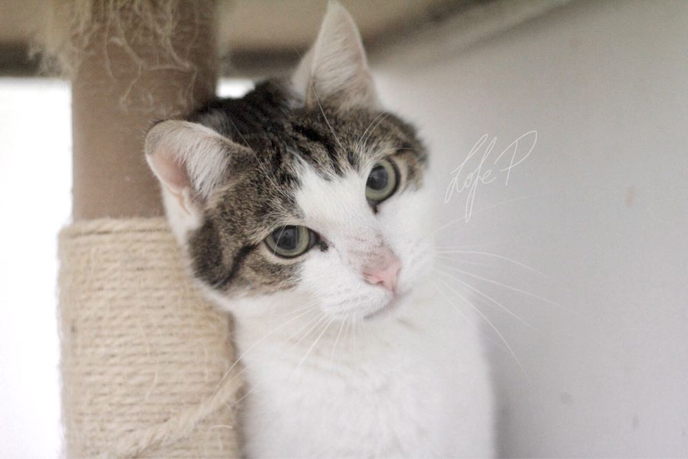 Czy cudowny kot o imieniu Termit ma jeszcze szansę na dom?