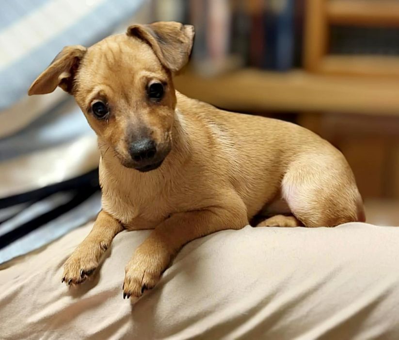 BUŁKA - 3.5 miesięczna sunia do adopcji