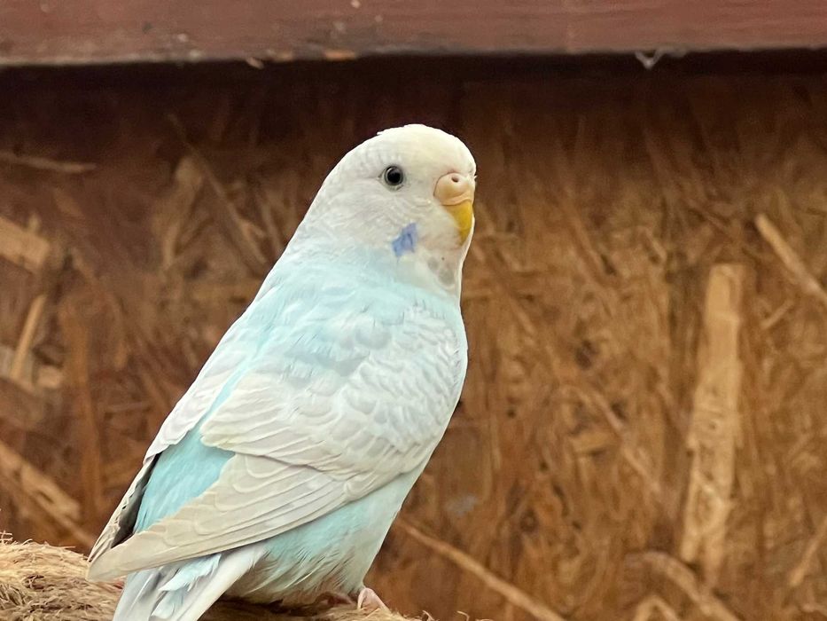 Papużki faliste 2024 i 2025