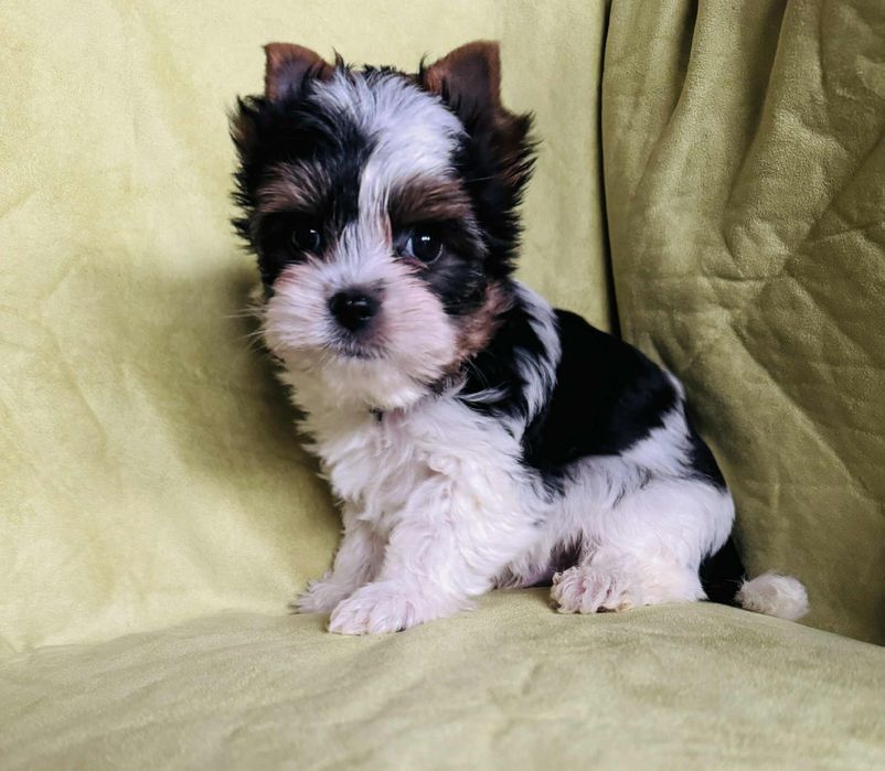 Piesek yorkshire terrier wyjątkowej urody