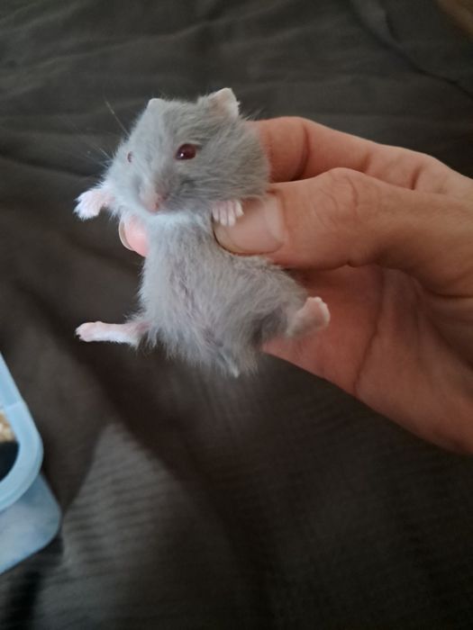 Хом'яки джунгарики