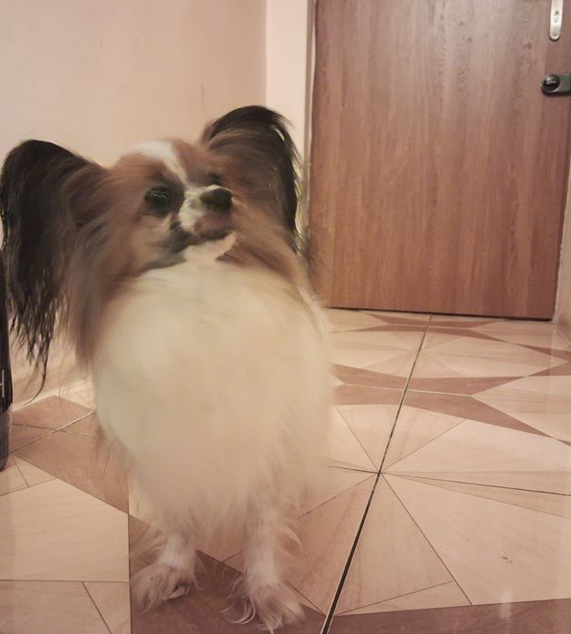 Papillon - Spaniel kontynentalny sunia