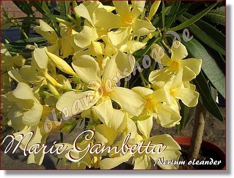 Oleandre o pięknych żółtych kwiatach