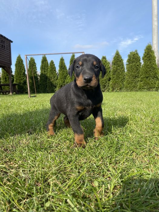 Doberman szczeniak suczka