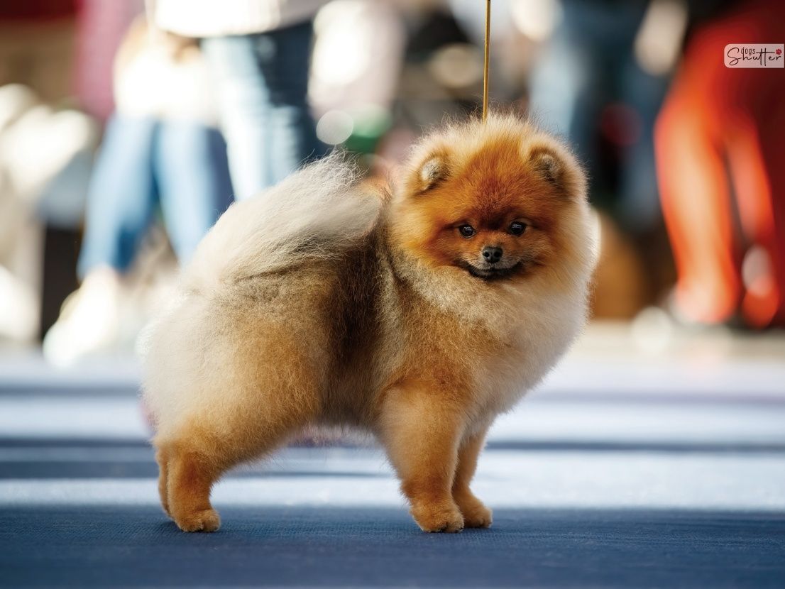 Szpic miniaturowy POMERANIAN (FCI PIESEK) ZKwP