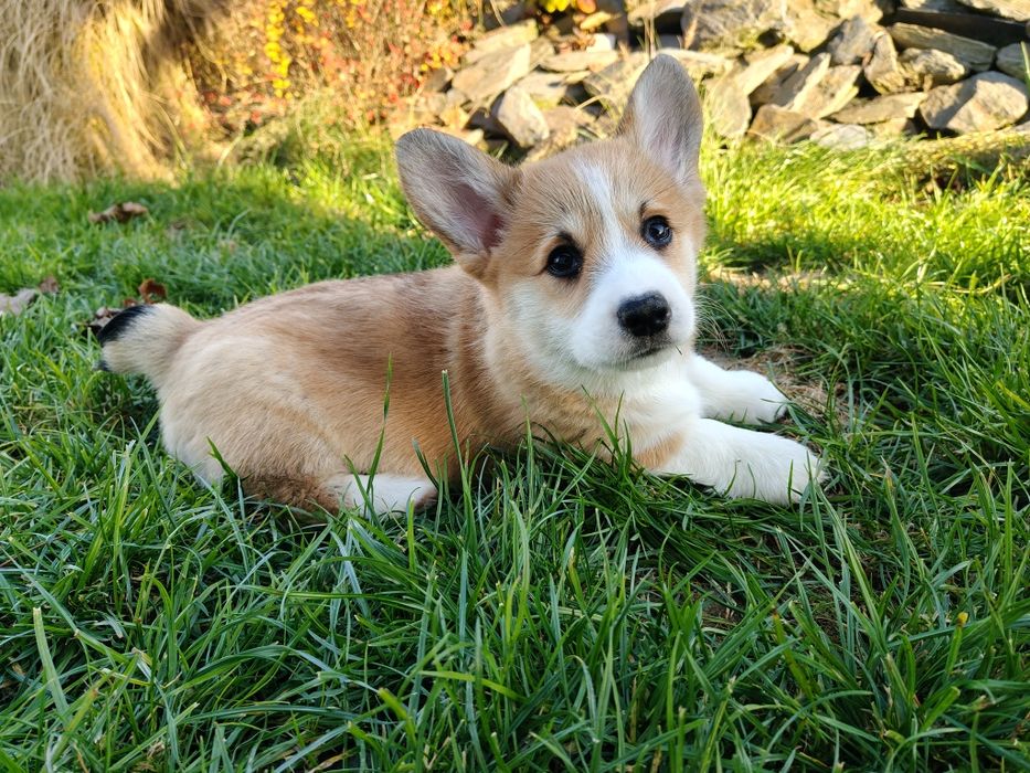 Piękna duża Welsh Corgi Pembroke FCI ruda z krótkim ogonem!