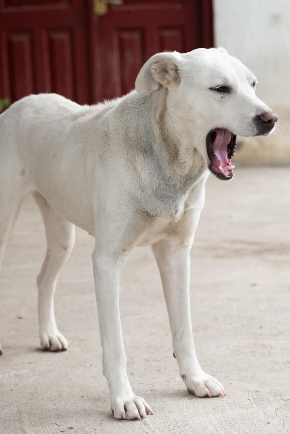 Sunia w typie labradora