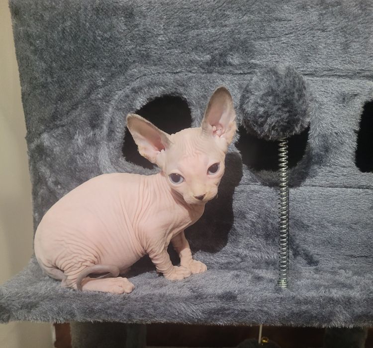 sphynx macho olhos azuis