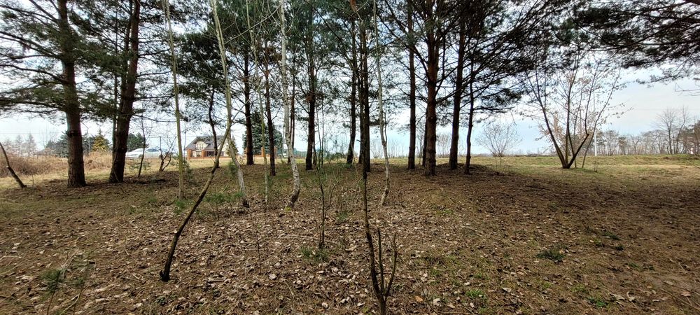 Działka budowlana Ożarów z dużym własnym lasem 1.85ha