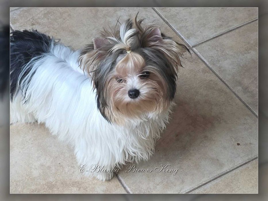 York Biewer Yorkshire Terrier