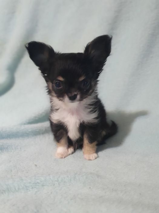 Девочка чихуахуа чёрная с подпалом триколор