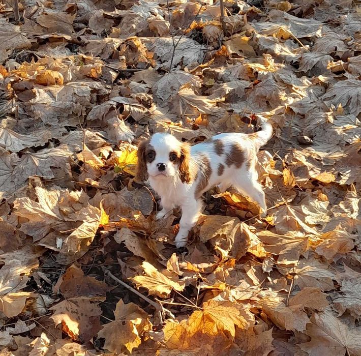 Cavalier King Charles Spaniel ZKwP FCI MIKOŁAJEK