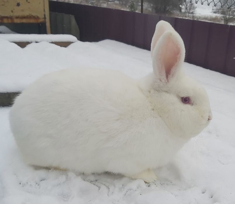 Кролики Новозеландські білі