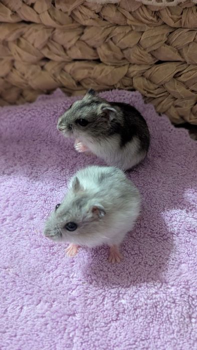 Маленькі ручні джунгарики чекають на люблячу родину